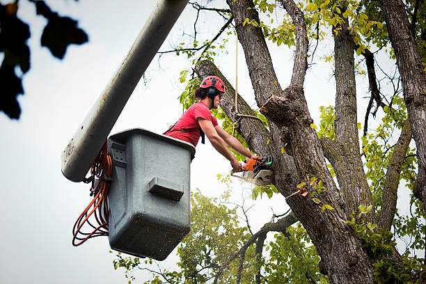 Best Emergency Tree Removal  in Linden, NJ